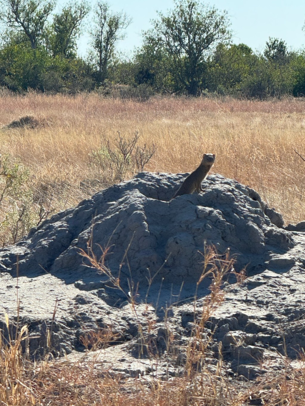 Termites??? Termites!!!