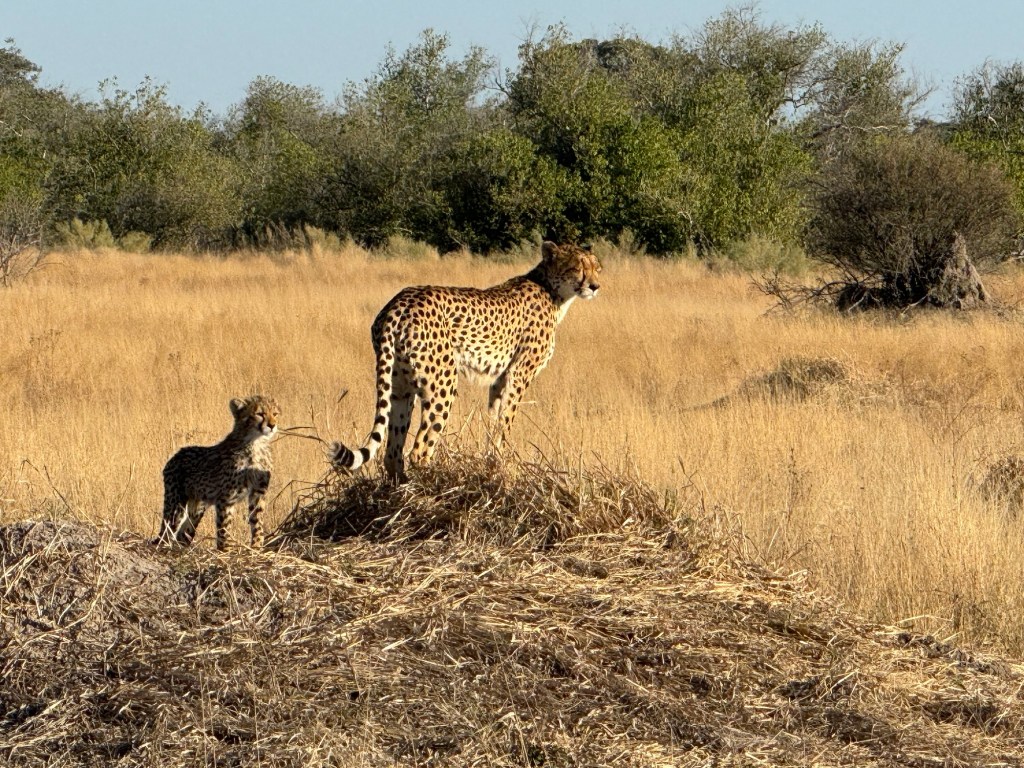 I Spot…The Cheetah and The&nbsp;Leopard