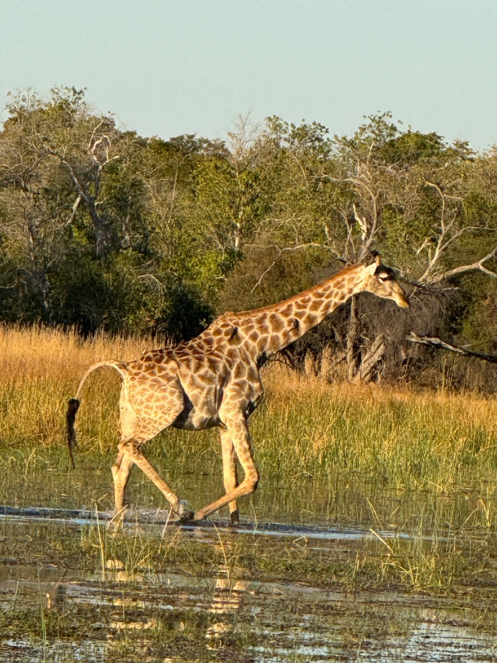 Graceful Giants…Giraffes