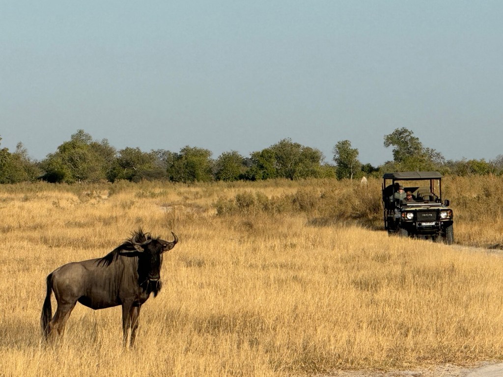 Safari Life…An Introduction